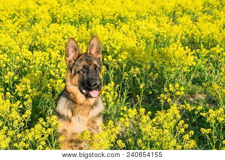 Dog, German Shepherd Sitting On The Field With Yellow Flowers