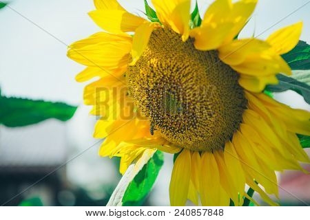Bee Flies Around The Flower In Search Of Honey On A Hot Summer Day. Honey Bee Pollinating Sunflower.