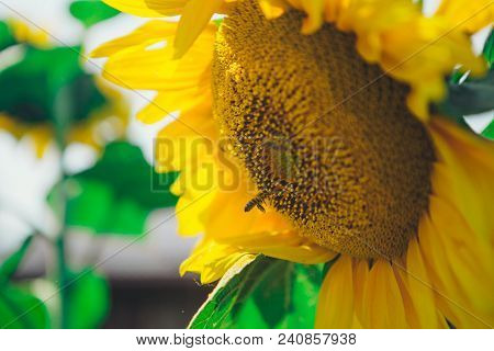 Bee Flies Around The Flower In Search Of Honey On A Hot Summer Day. Honey Bee Pollinating Sunflower.
