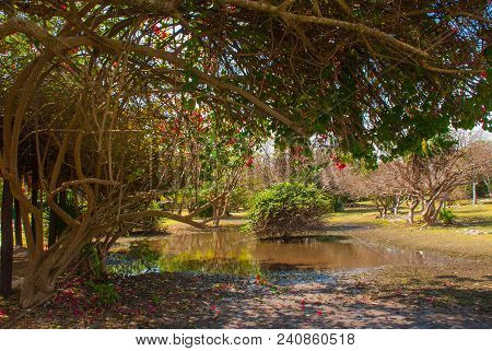 Beautiful Landscape In Mexico. Pond And Trees With Red Flowers. Tulum, Riviera Maya, Yucatan.