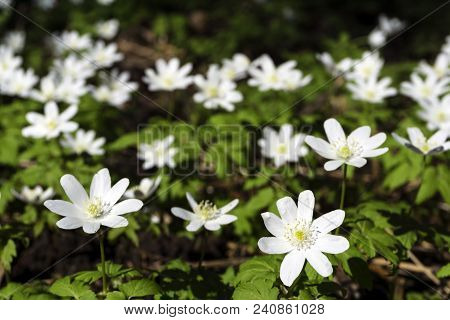 White Flowers Of Forest Snowdrops Anemone Uralensis Closeup On A Blurred Dark Background From Ground