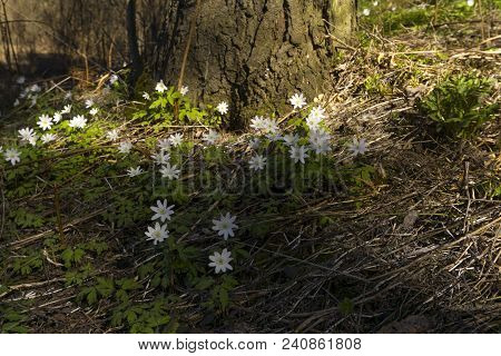 Group Of White Flowers Of The Snowdrop Anemone Uralensis In The Spring Forest Near The Roots Of The 