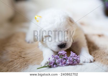 Close Up Portrait Of White Fluffy Pup. Portrait Of One Week Old Maremma Puppy Lying With Lilac Flowe