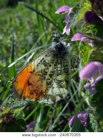 Orange Tip Butterfly. Butterfly On A Sunny Meadow. Spring Butterflies. Bright Transparent Wings.