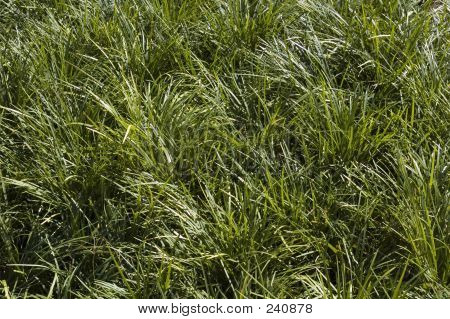 Erba verde