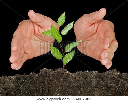 มือที่ปกป้อง sapling บนพื้นหลังสีดำ