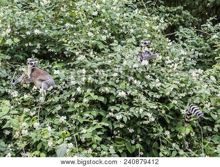 The Ring-tailed Lemurs, Lemur Catta, Known As Maky Or Maki, On The Blossom Tree In Springtime