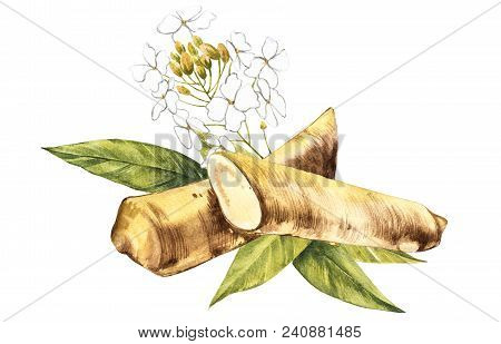 Watercolor Horseradish Sketch. Botanical Illustration Of Organic, Eco Plant. Isolated On White Backg