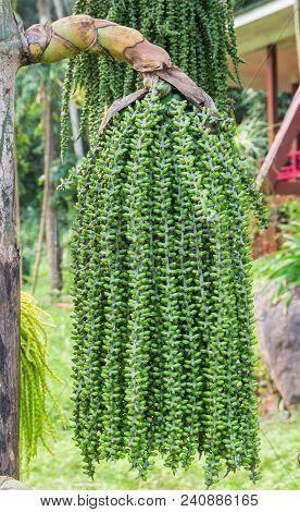 Nature Green Trees Withgrapes Palm Flowers And Fruits Caryota Soft.