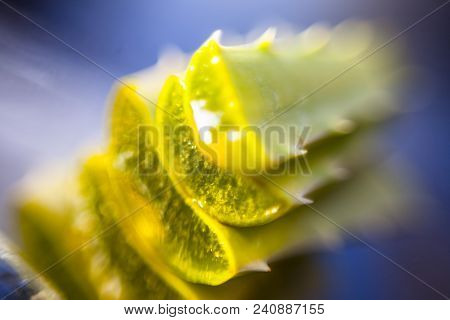 Medicinal And Floral Essence Of Ayurvedic Herb Aloe Vera With Its Leaves In A Transparent Bottle On
