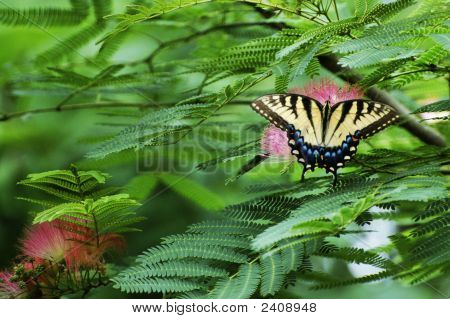 Papillon, arbres et Nature