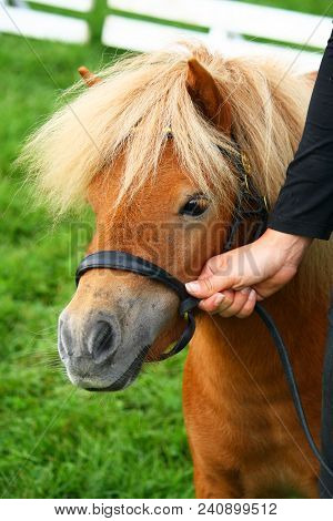Shetland Mini Pony Hold By Woman Hand