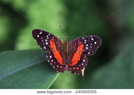 Portrait Of Scarlet Peacock Butterfly On The Leaf.