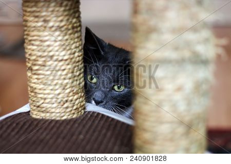 A Grey Kitten With Golden Eyes Hiding Between Two Scratching Posts