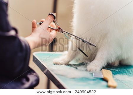 Female Groomer Haircut Pomeranian Dog On The Table For Grooming In The Beauty Salon For Dogs.