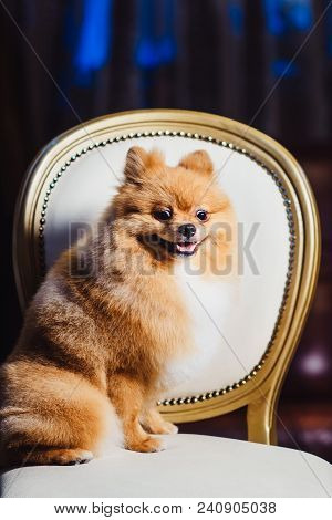 Cute Pomeranian Dog With Red Hair Like A Fox Resting On The Chair. Spitz Dog After Shearing View