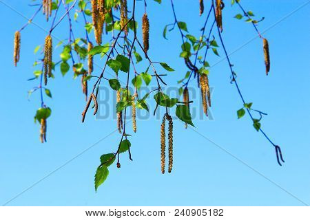New Catkins Of Birch On Blue Sky Background. Springtime. Spring Has Come. Delicate Catkins And New S