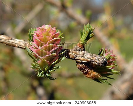 Flower In The Form Of Cones With Pink Petals And Larch Branch.the Origin Of The Cones Of Larch.