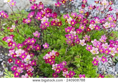 Small Undersized Beautiful Reddish Pink Flowers Of Saxifrage