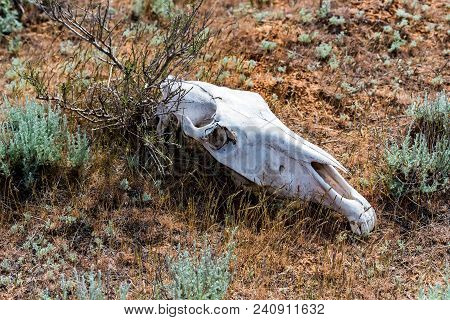 Horse Skull In Grass Close Up