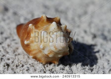 Front View Of A Florida Fighting Conch, Strombus Alatus, Found On A Beach, Naples Florida