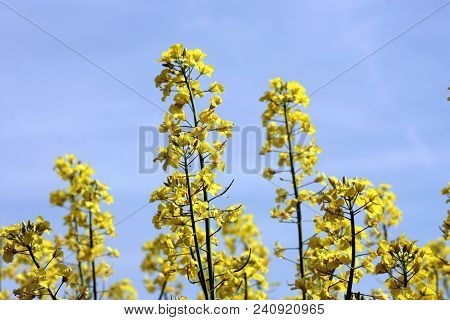 Blooming Yellow Rapeseed Field