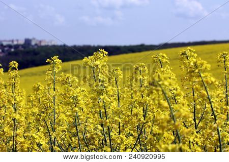 Blooming Yellow Rapeseed Field