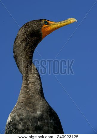 Twisted: Close-up Of Anhinga Turning Its Head