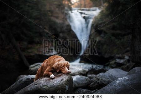 A Dog By The Waterfall. Pet On The Nature By The Water, Healthy Lifestyle. Traveling With The Pet. N