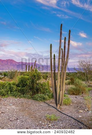 Semi-domesticated Cactus In The Negev Desert Near Eilat, Israel