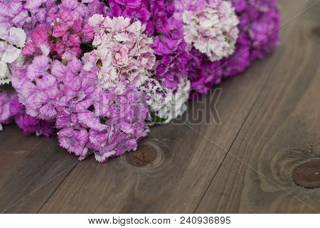 Beautiful Carnation Pink Fucsia Flowers On Wooden Surface Background
