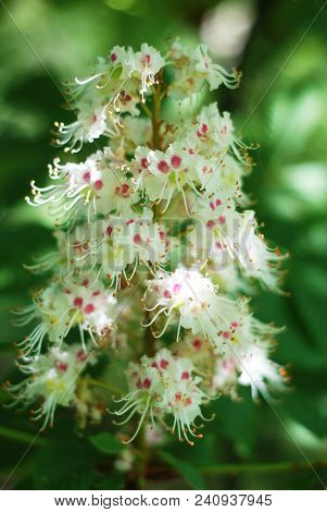 Blooming Chestnut Tree. White Blossomed Flowers Of A Chestnut Tree.