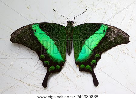 Papilio Palinurus, The Emerald Swallowtail, Emerald Peacock, Green-banded Peacock On The Desk.