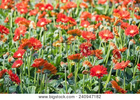 Field Beautiful Orange Gerbera Flowers Blossoms In A Garden Nature, Flower With Double Petals Solid 