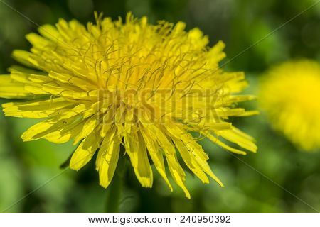Close Up Yellow Dandelion Flower In Blue Bright Turquoise. Horizontal View.