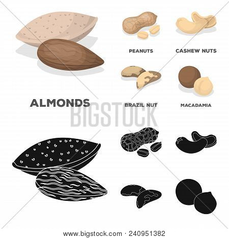 Peanuts, Cashews, Brazil Nuts, Macadamia.different Kinds Of Nuts Set Collection Icons In Cartoon, Bl