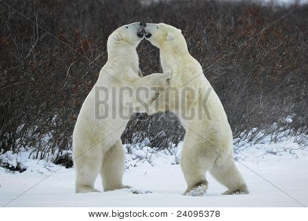 Kutup ayıları ile mücadele.