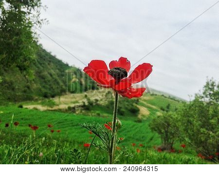 A Red Rose Grew In The Grass Between Planting