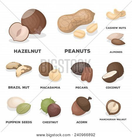 Different Kinds Of Nuts Cartoon Icons In Set Collection For Design.nut Food Vector Symbol Stock  Ill