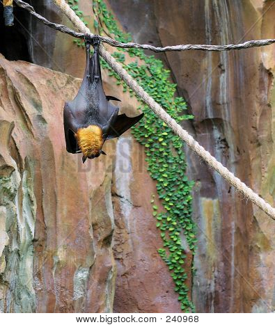 Obří plody Bat03stk