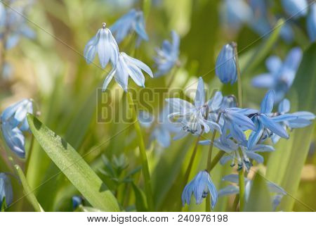 Spring Blossoming Gently Blue Snowdrops In The Sunlight Close-up.