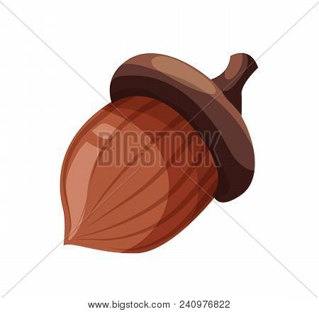 Sketch Oak Tree Brown Acorn. Hand Drawn Autumn Forest And Nature Symbol. Vector Isolated Illustratio