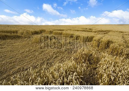 Landscape With Warm Colored Yellow Wheat Crops On Sunny Day On Rural Farmland. Ears Of Golden Wheat 