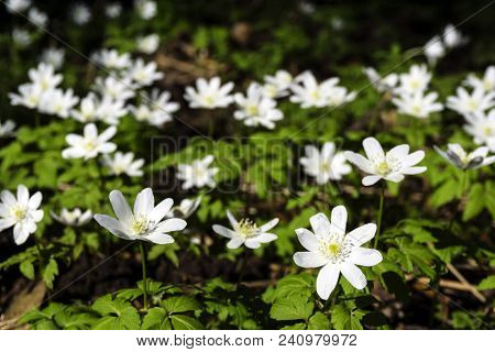 White Flowers Of Forest Snowdrops Anemone Uralensis Closeup On A Blurred Dark Background From Ground