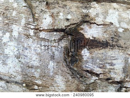 Abstract Macro Bark Textures, Bark Background, Natural Textures