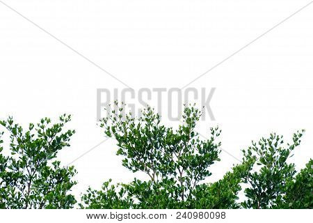 Top View A Tropical Tree Leaves With Branches On White Isolated Background For Green Foliage Backdro