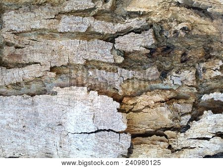 Abstract Macro Bark Textures, Bark Background, Natural Textures