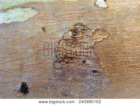 Abstract Macro Bark Textures, Bark Background, Natural Textures