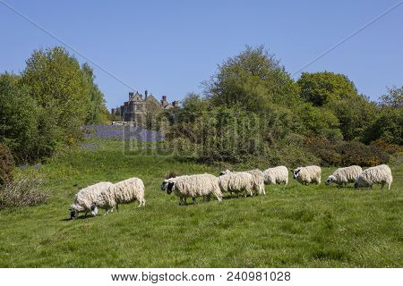 A Herd Of Sheep On The Fields At Battle Abbey In East Sussex, Uk. The Fields At The Abbey Were The L