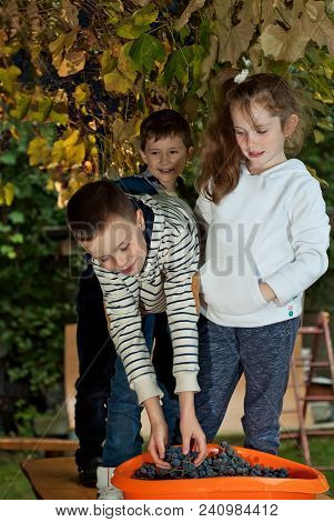 Children Tear Grapes In The Fall